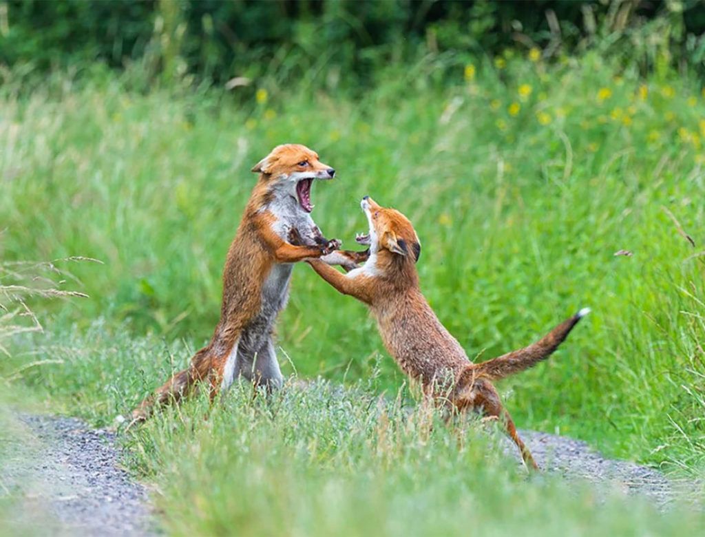 Φωτογράφος απαθανάτισε αλεπούδες σε έντονες μάχες!