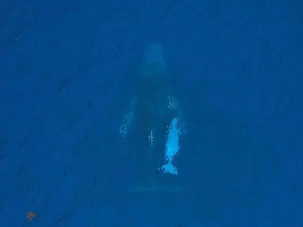 Θα μπορούσε ένας φωτογράφος να έχει απαθανατίσει μια σπάνια αλμπίνο φάλαινα με καμπούρα;