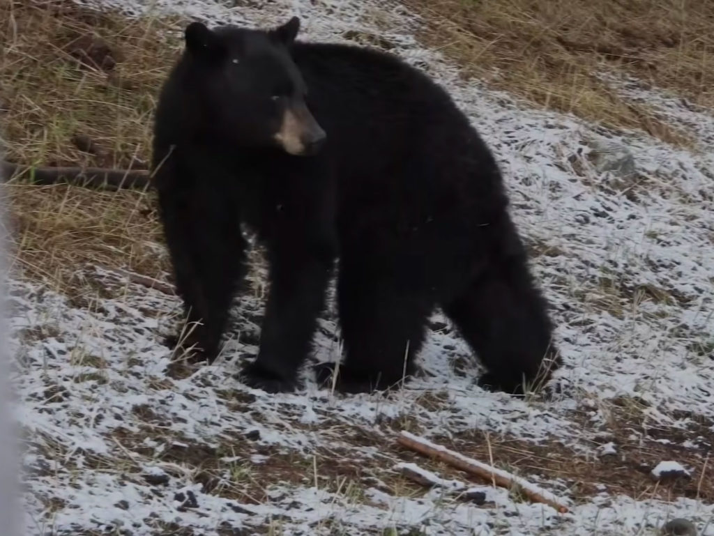 Αρκούδα “νίντζα” αιφνιδιάζει φωτογράφο στο Yellowstone!