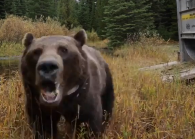 Αρκούδα Γκρίζλι εκδικείται παρασέρνοντας κάμερα και δείχνοντας την τεράστια δύναμη της!