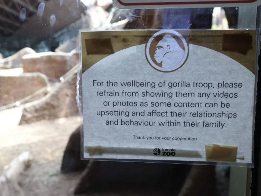 Ο ζωολογικός κήπος του Τορόντο ζητά από τους επισκέπτες να σταματήσουν να δείχνουν βίντεο  στους γορίλες