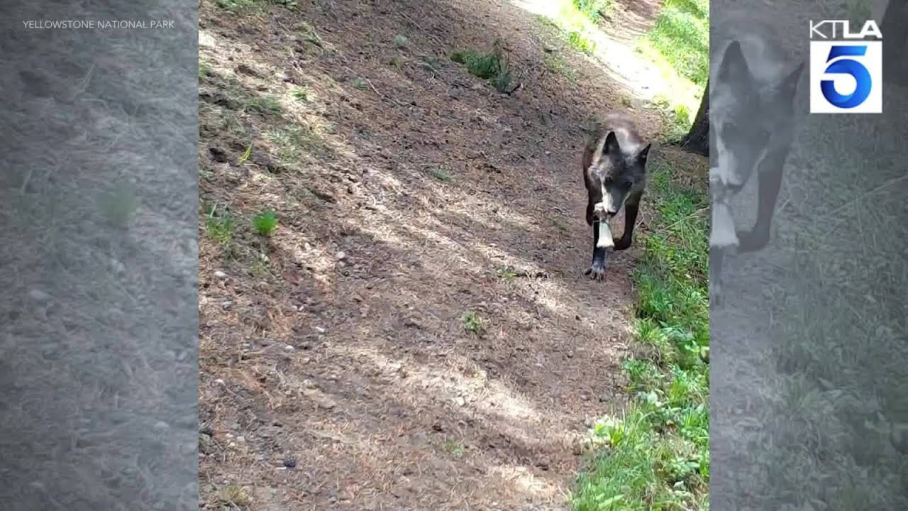 Trail κάμερα τράβηξε λύκους να πηγαίνουν “παιχνίδια” στα κουτάβια τους!
