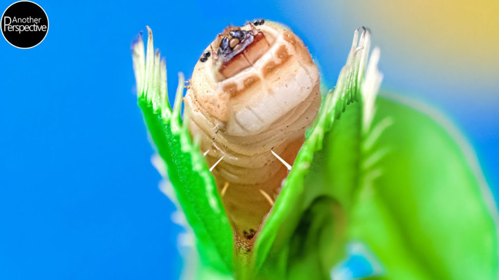 Δείτε ένα επικό Time-Lapse ενός σαρκοφάγου φυτού που κατασπαράζει έντομα!