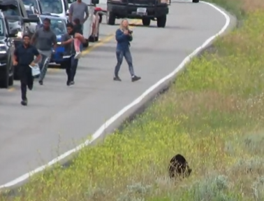 Τουρίστες τρέχουν προς μία αρκούδα και τα μικρά της [βίντεο]