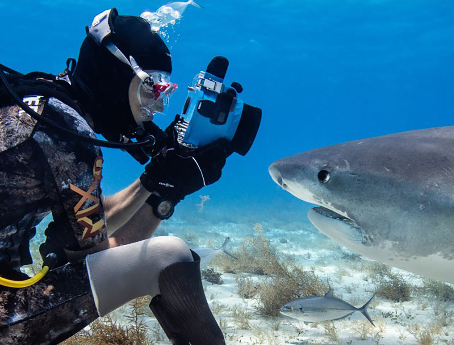 Mark Coots: Ο επιζών από επίθεση καρχαρία που έγινε φωτογράφος!