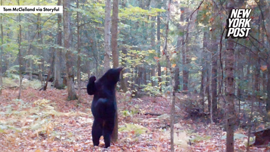 Μαύρη αρκούδα εθεάθη να “λικνίζεται” σε δέντρο για να ξύσει την πλάτη της!