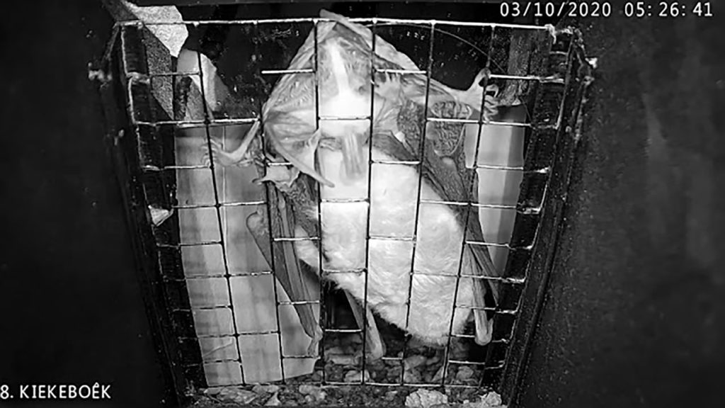 Κάμερα παρακολούθησης στην Ολλανδία αποκάλυψε ασυνήθιστη διαδικασία ζευγαρώματος!