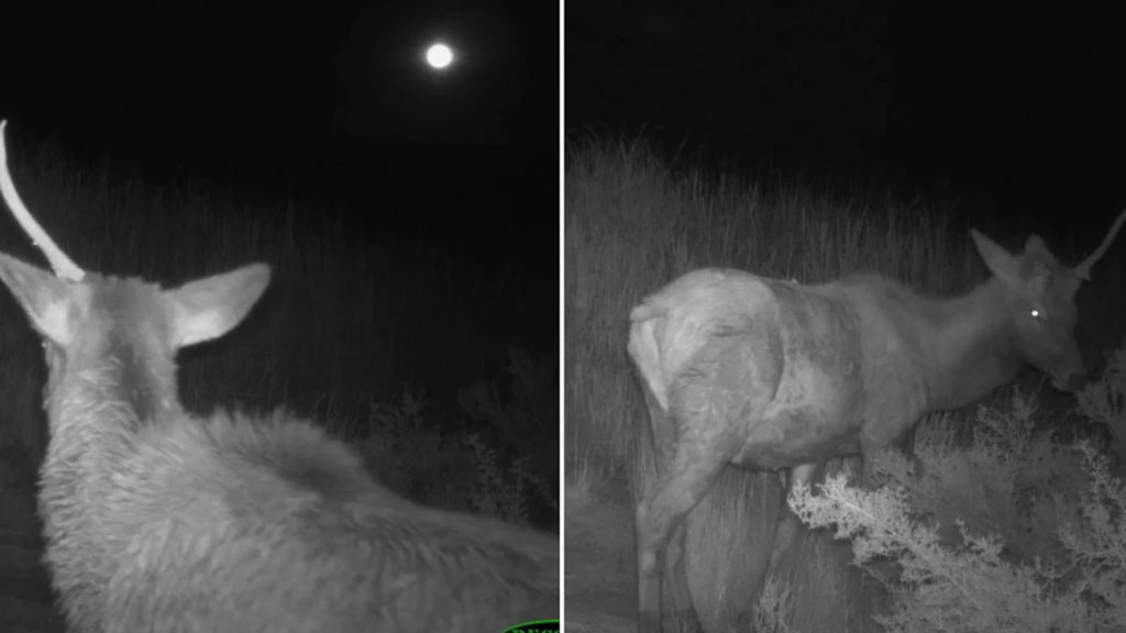 Εθεάθη Μονόκερος στο εθνικό πάρκο της Αριζόνα;