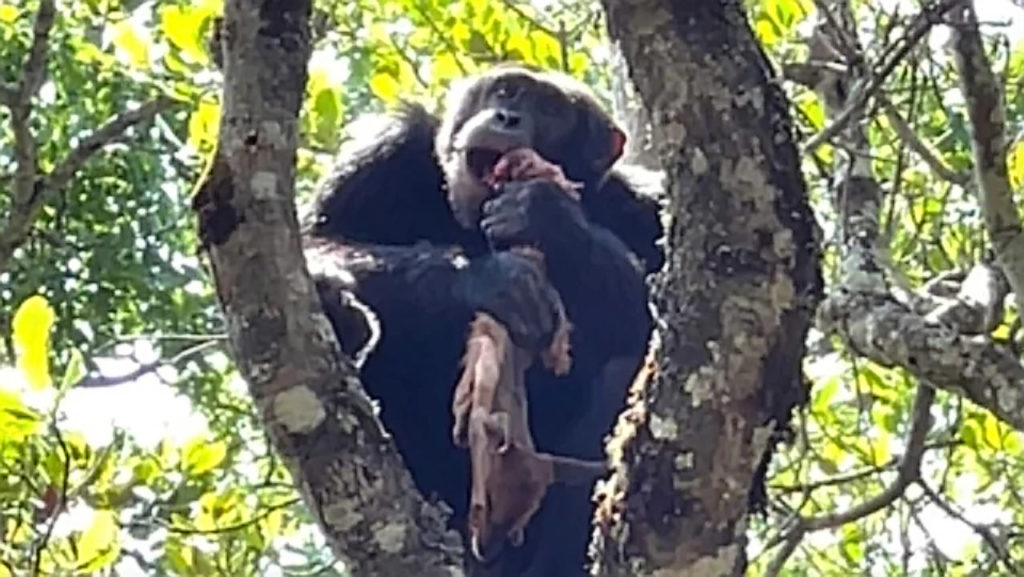 Χιμπατζής εθεάθη να τρέφεται με αντιλόπη που έκλεψε από έναν αετό!