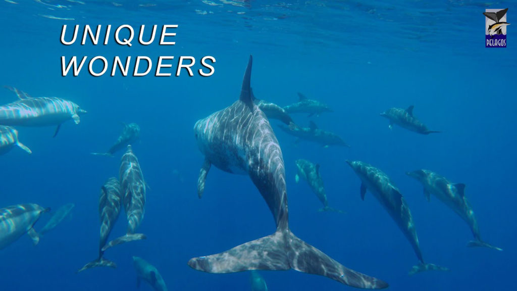 Εντοπίστηκε εξαιρετικά σπάνιο είδος δελφινιού με “αντίχειρες”!