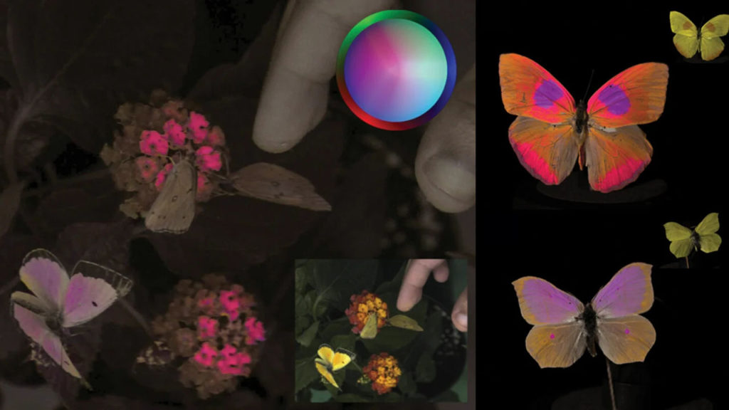 Αναπτύχθηκε κάμερα που μας δείχνει πώς τα ζώα βλέπουν τα χρώματα!