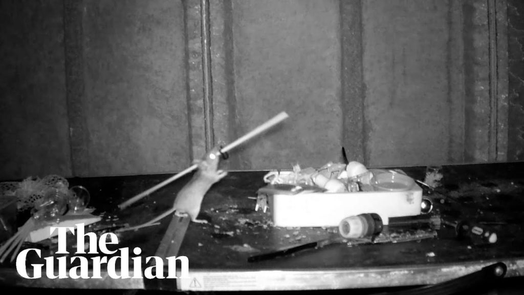 Απίστευτο: Δείτε το ποντίκι νοικοκύρης!