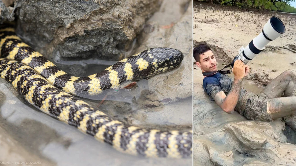 Φωτογράφος ήρθε σε απόσταση αναπνοής με δηλητηριώδες φίδι!