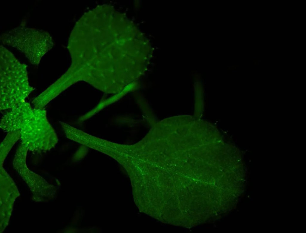 Τα φυτά μήπως επικοινωνούν τελικά;