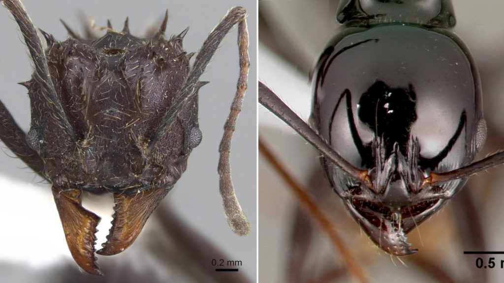 Κοντινές φωτογραφίες από πρόσωπα μυρμηγκιών αποκαλύψουν μυστικά επιβίωσης!