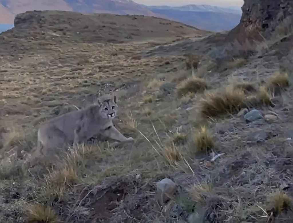 Κινηματογραφιστής παραμένει ψύχραιμος ενώ τον ακολουθεί ένα πούμα!