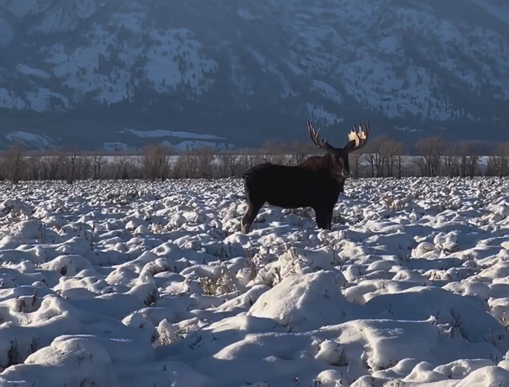 Δείτε τι πρέπει να κάνετε σε περίπτωση που σας πλησιάσει γιγάντιο ελάφι!