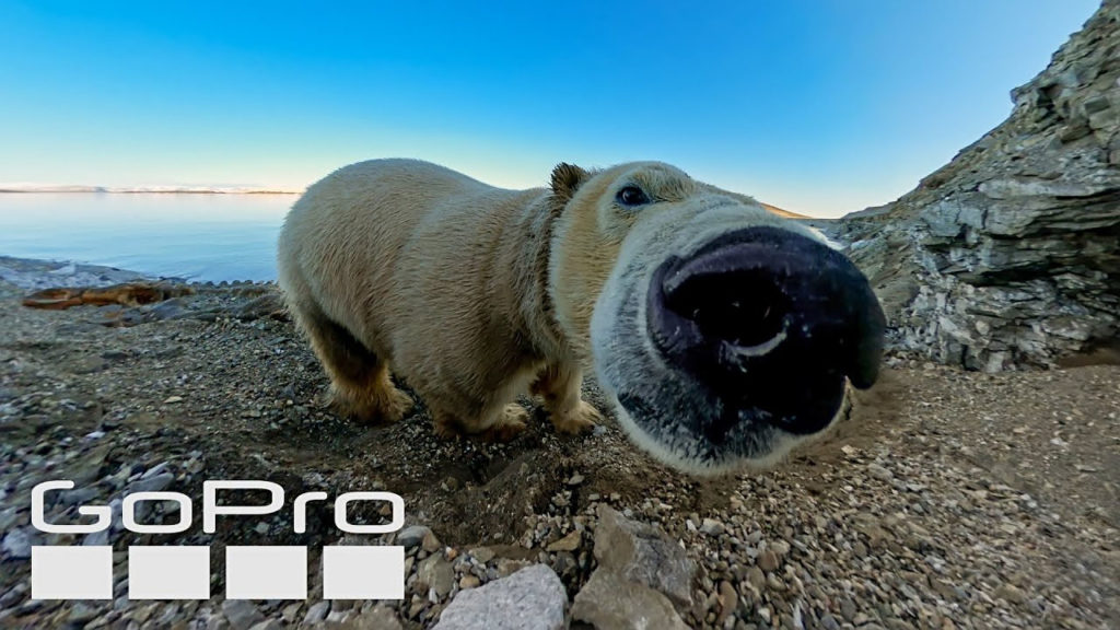 Χαριτωμένη αρκουδίτσα εντόπισε κρυμμένη GoPro και άρχισε να τη μασουλάει!