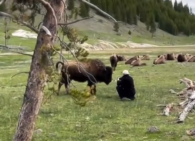 Εθνικό Πάρκο Yellowstone: Νέα βίντεο με τουρίστες να πλησιάζουν επικίνδυνα κοντά άγρια ζώα για μία φωτογραφία!