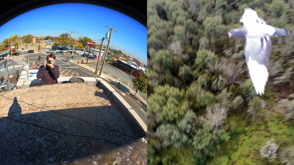 Το συγκεκριμένο περιστέρι είναι και φωτογράφος!