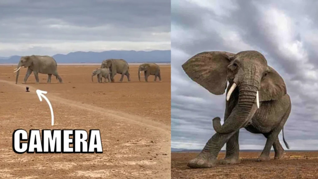 Φωτογράφος έβαλε την κάμερα του σε σημείο που περνούσαν ελέφαντες!