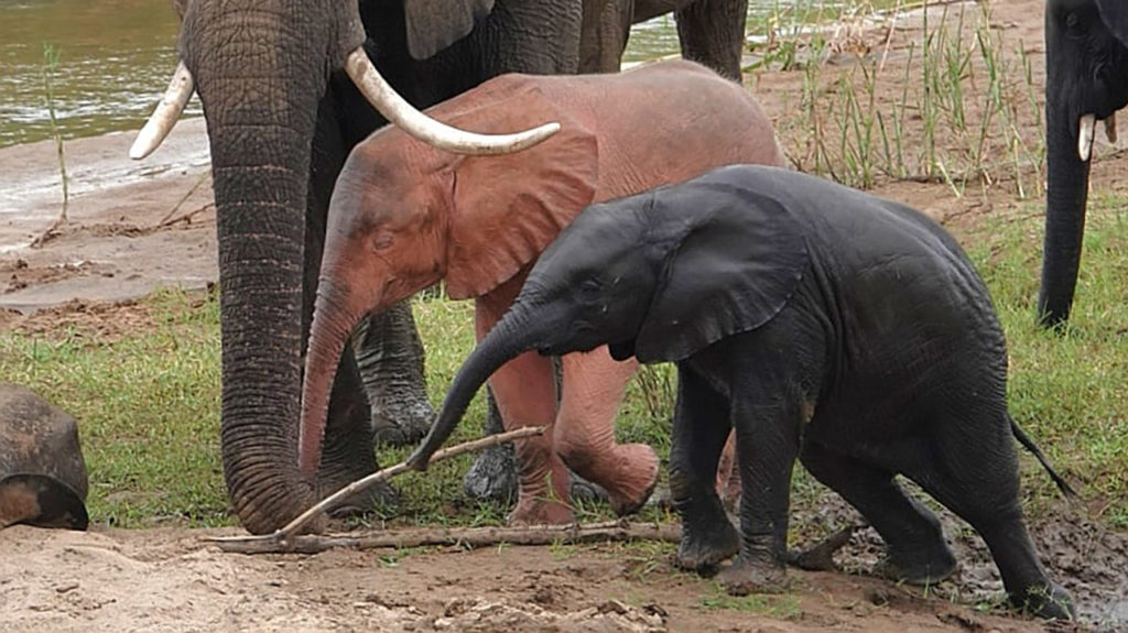 Έχετε δει ποτέ ροζ ελέφαντα;