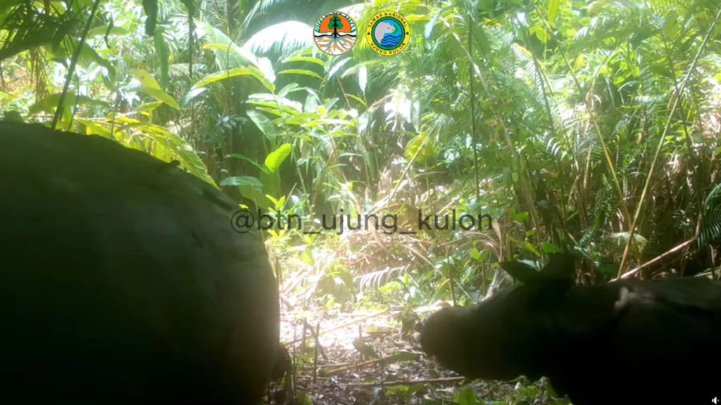 Απαθανατίστηκε ένας εξαιρετικά σπάνιος ρινόκερος της Ιάβας!