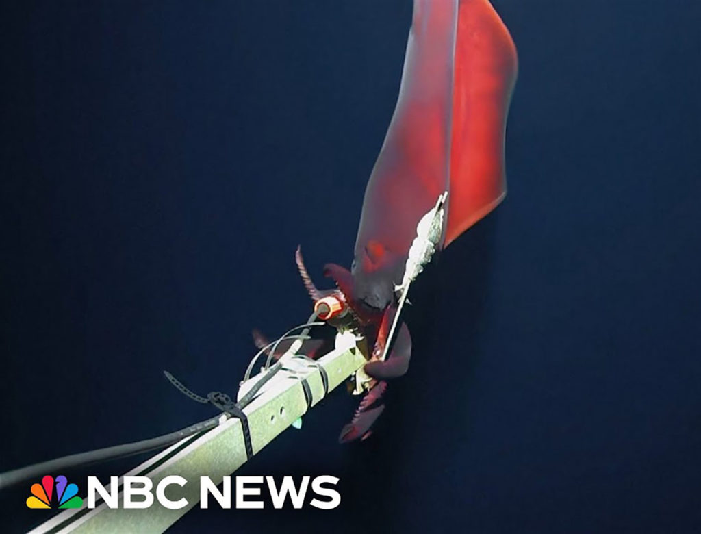 Επιστήμονες απαθανάτισαν σπάνιο είδος καλαμαριού σε βάθος 1 χιλιομέτρου!