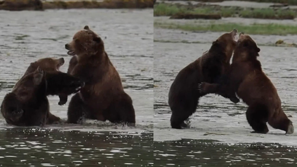 Δείτε μια επική μάχη μεταξύ 2 τεράστιων καφέ αρκούδων!
