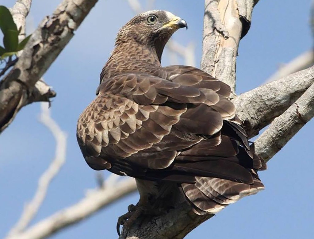 Φωτογράφος παρενόχλησε σπάνιο είδος πουλιού και τα αυγά του!