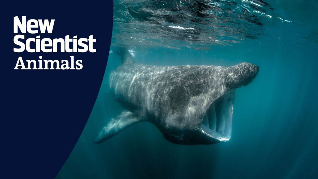 Κάμερα κατέγραψε για πρώτη φορά βάρκα να χτυπάει συγκεκριμένο είδος καρχαρία!