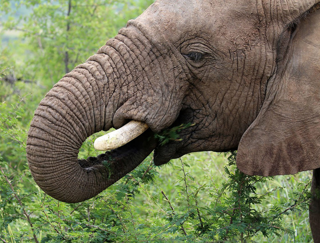 Τουρίστας ποδοπατήθηκε από ελέφαντες όταν τους πλησίασε για φωτογραφίες!