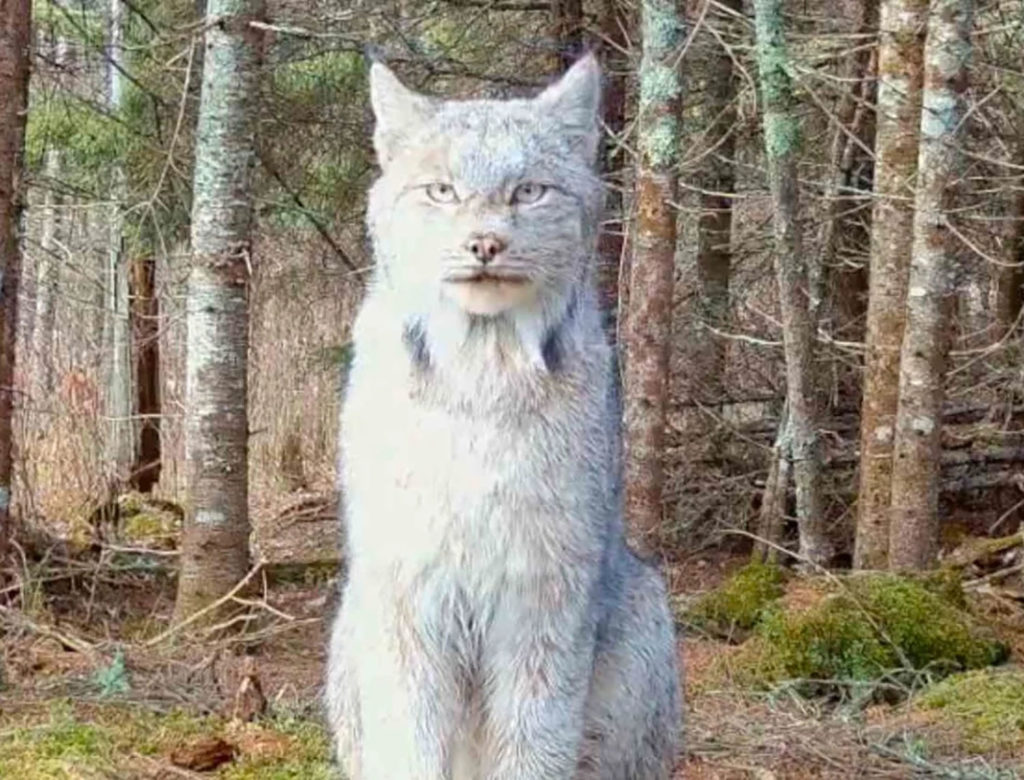 Δείτε ένα σπάνιο Καναδικό λύγκα!