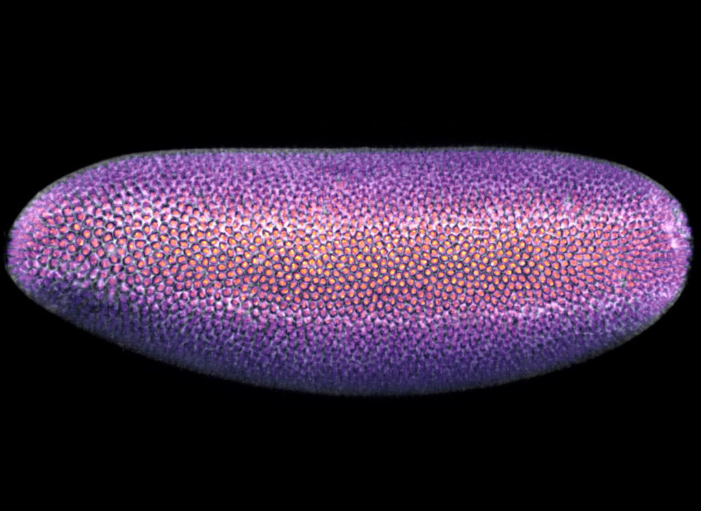 Annual Nikon Small World in Motion: Νικητής Καταγράφει την Εμβρυϊκή Ανάπτυξη στις Μύγες Φρούτων