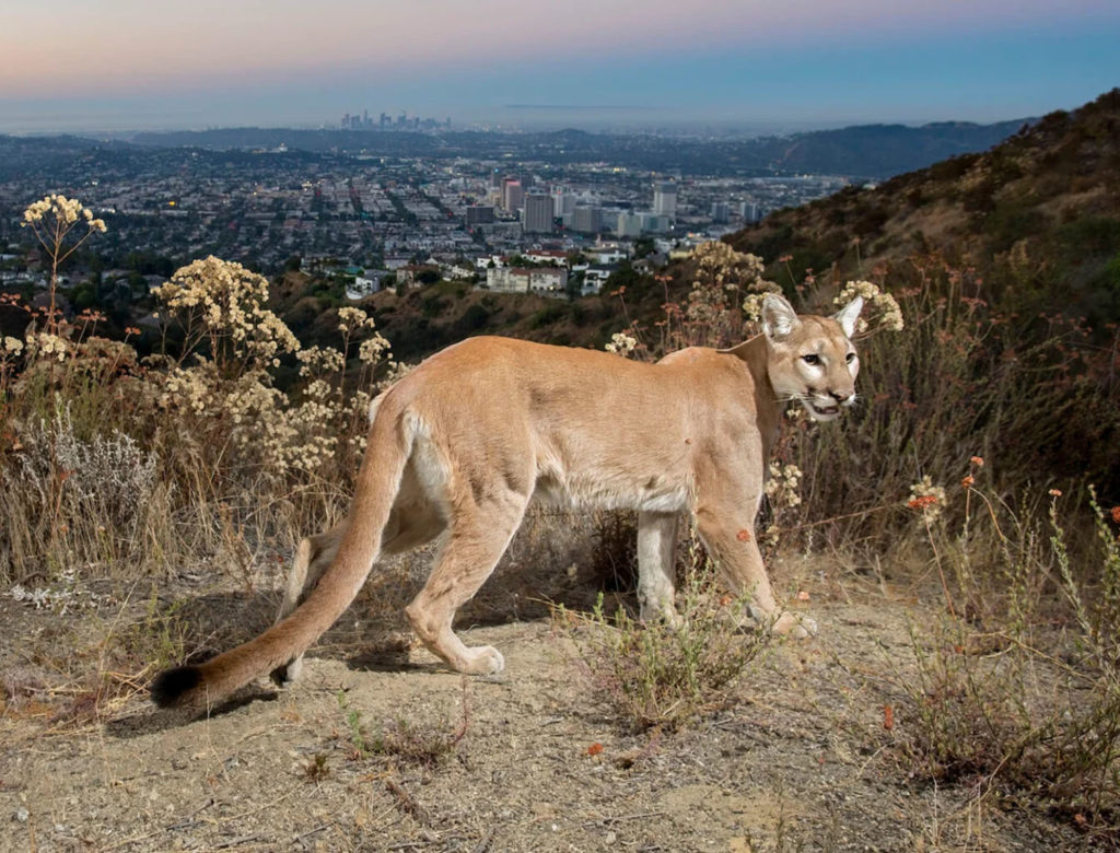 Camera Trap: Δείτε ένα πανέμορφο πούμα με φόντο το Los Angeles!