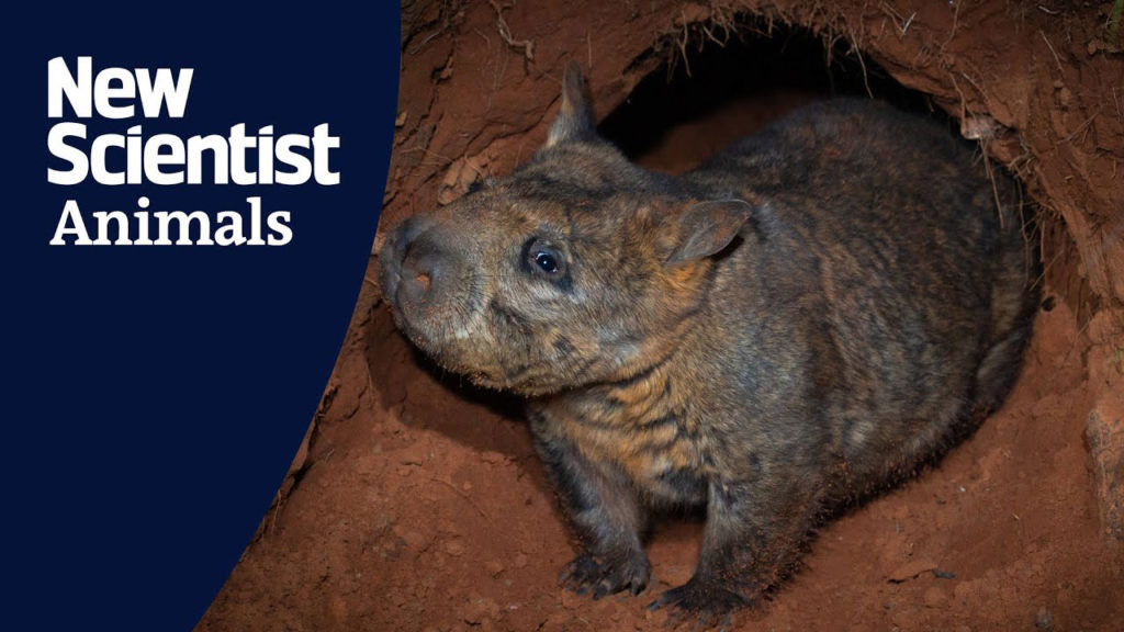 Camera Trap: Δείτε μια αναπάντεχη συνάντηση μεταξύ Φασκωλόμυ και έχιδνας!