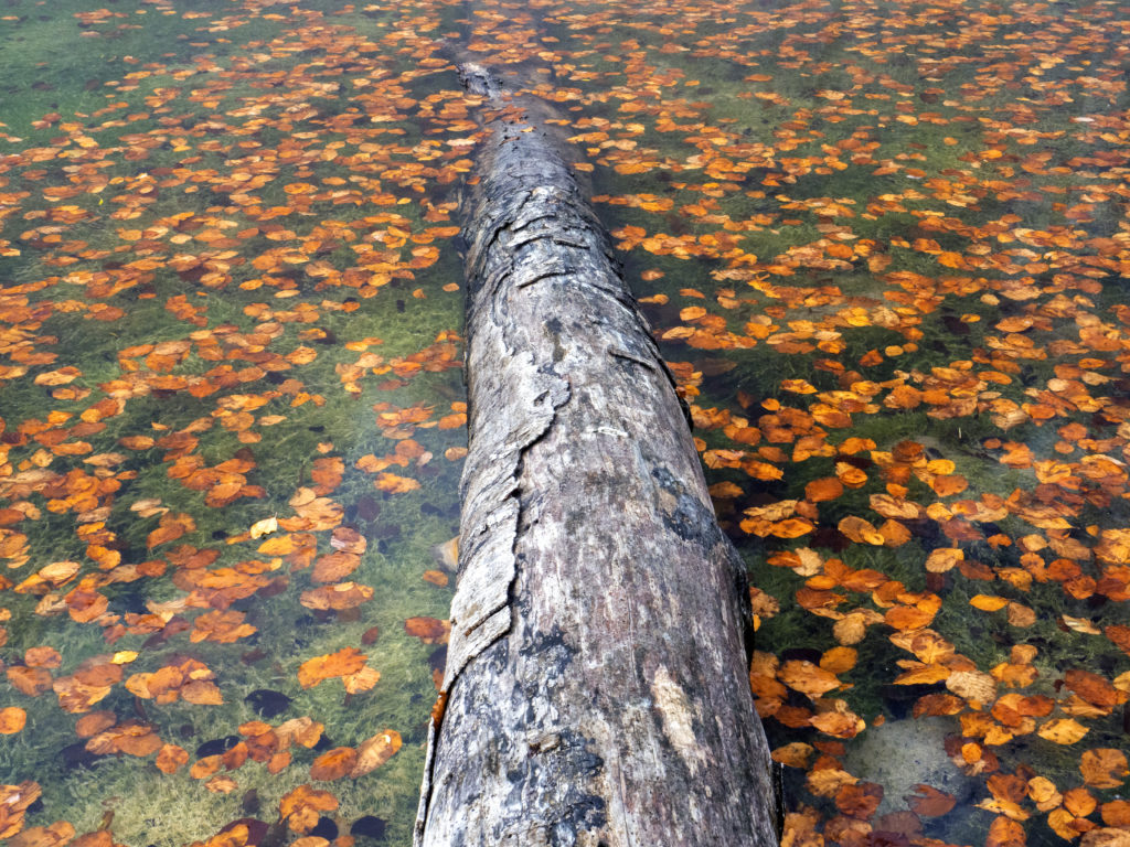 Φωτογραφίες Φθινοπώρου, Τοπίου και Πορτραίτου: Συμβουλές για Εξαιρετικά Αποτελέσματα