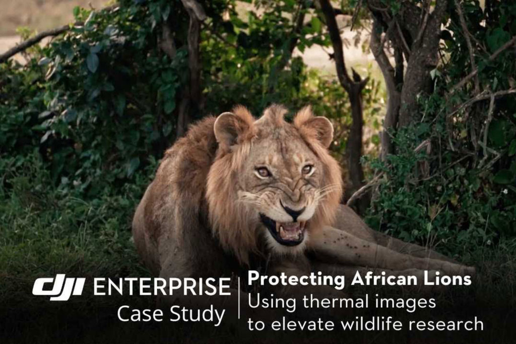 Πώς οι Ερευνητές Άγριας Ζωής Χρησιμοποιούν Drone για τη Μελέτη και Προστασία των Αφρικανικών Λιονταριών