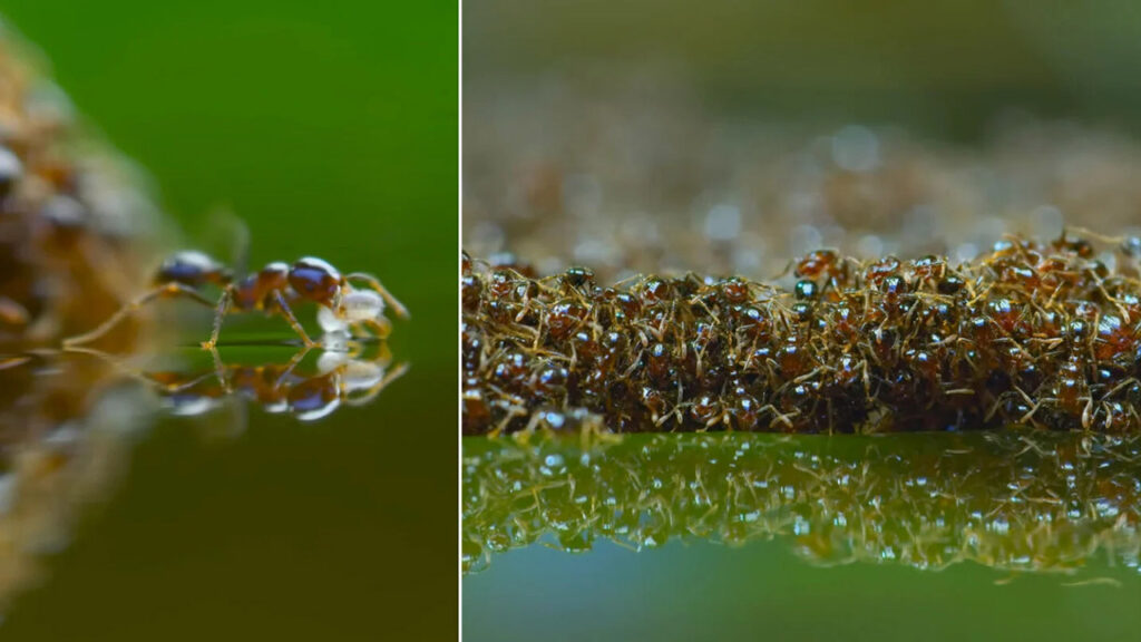 BBC Earth: Μυρμήγκια σχηματίζουν σχεδία για να γλιτώσουν από πλημμύρα!