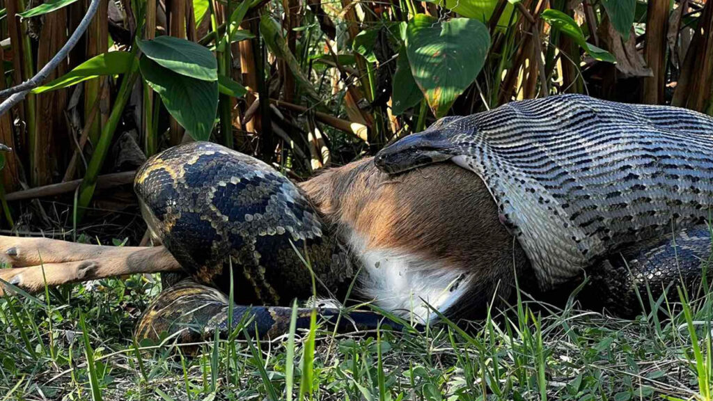 Δείτε πύθωνα να καταπίνει ολόκληρο ελάφι!
