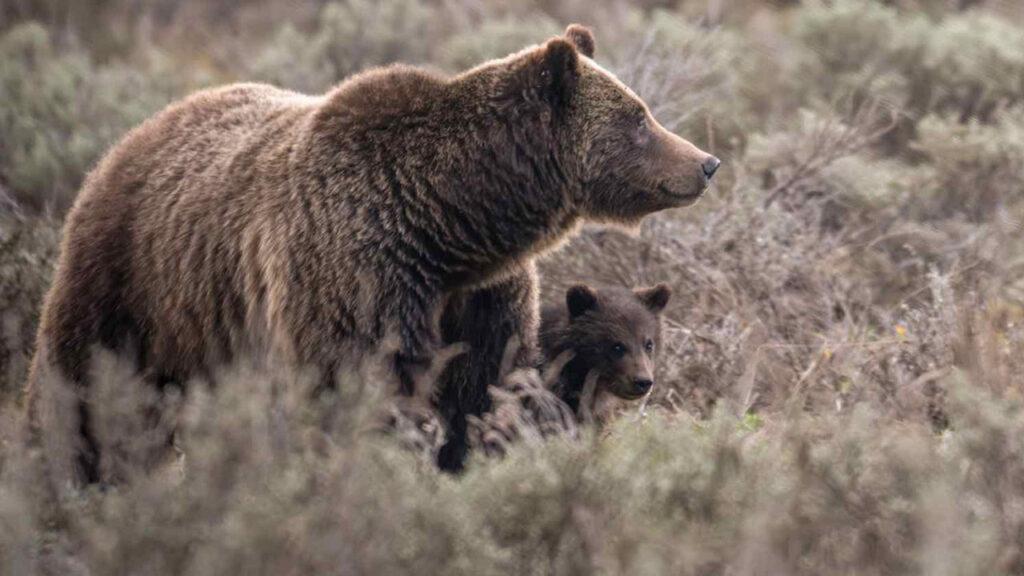 Σκοτώθηκε από όχημα η διάσημη αρκούδα Grizzly 399!