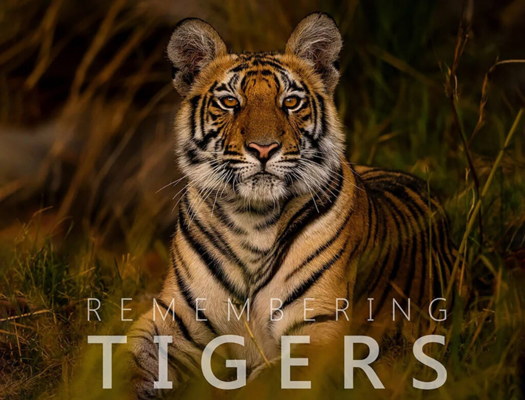 Remembering Tigers: εκπληκτική συλλογή φωτογραφιών για είδη που απειλούνται με εξαφάνιση!