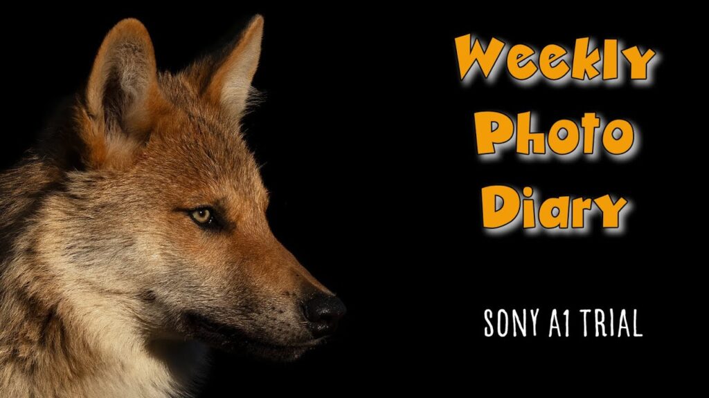 Γνωστός Φωτογράφος Άγριας Ζωής Άφησε την OM-D του για την Sony a1!