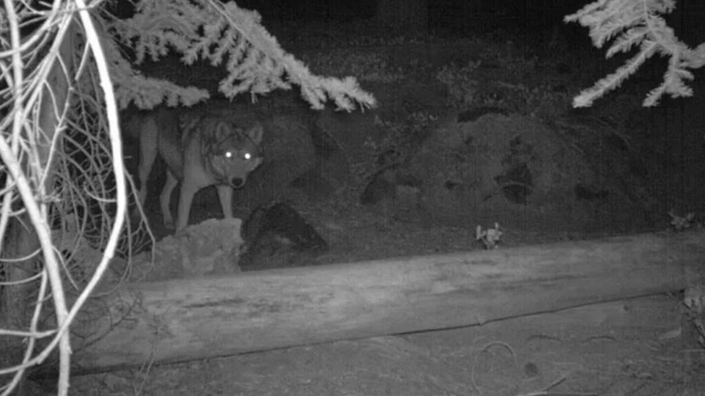 Γκρίζοι λύκοι εμφανίστηκαν στην Καλιφόρνια μετά από 100 χρόνια!