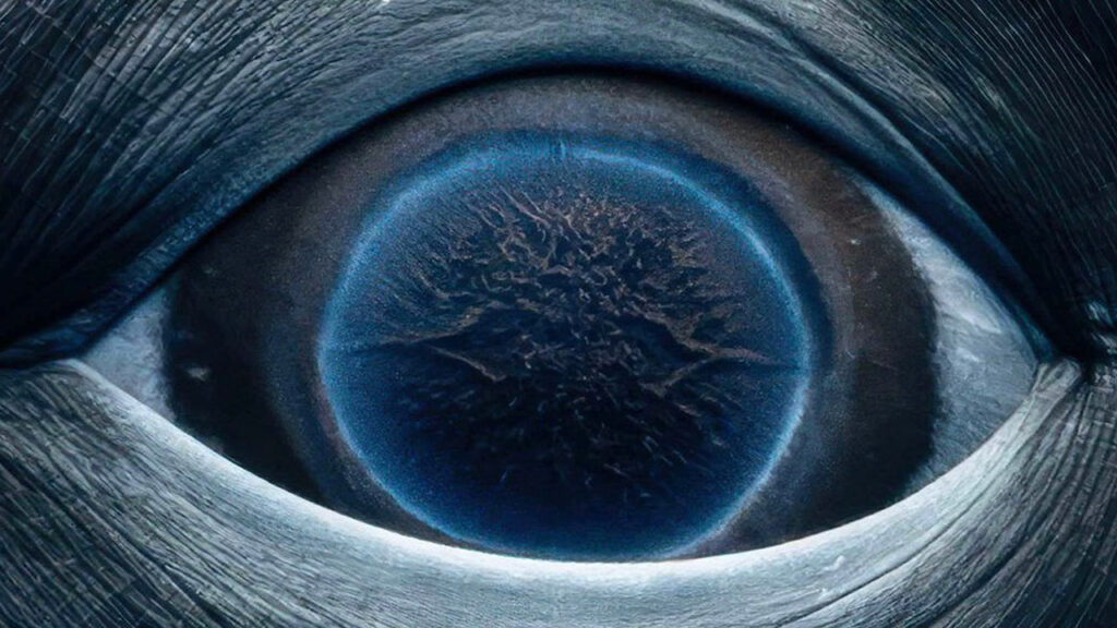 Δείτε εκπληκτική κοντινή εικόνα του ματιού μιας φάλαινας!