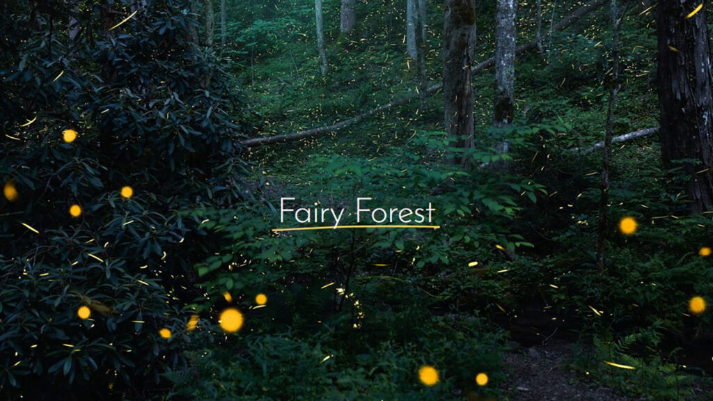 Fairy Forest: Δείτε την εκπληκτική φωτογραφία που κέρδισε διαγωνισμό της OM System!