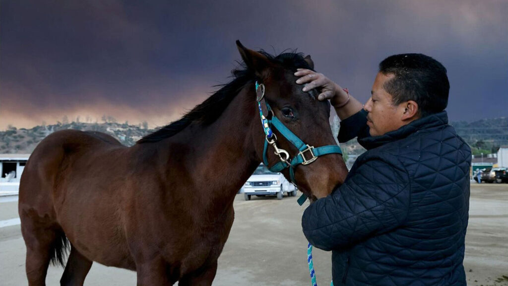 Φωτογράφος απαθανατίζει άλογα να σώζονται από τις πυρκαγιές του Λος Άντζελες!