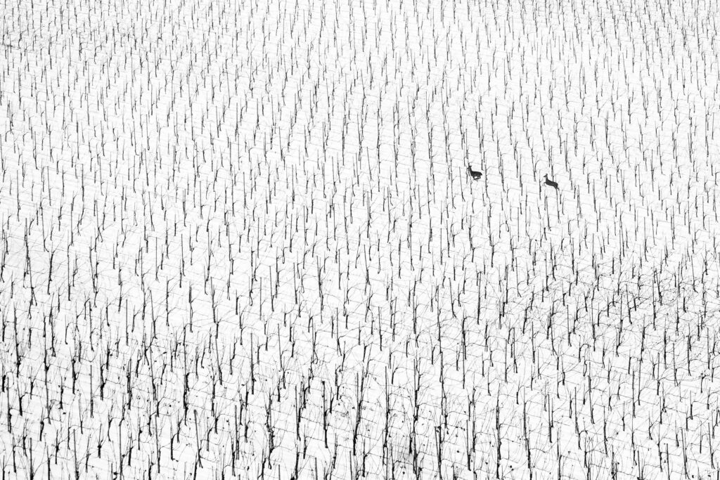 World Nature Photography Awards 2025: Μαγευτική Εικόνα με Ελάφια σε Αμπελώνα Κερδίζει το Μεγάλο Βραβείο