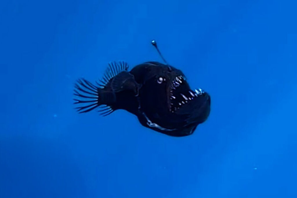 Βίντεο-Ντοκουμέντο: Σπάνιο black seadevil anglerfish Καταγράφεται να Κολυμπάει στην Επιφάνεια