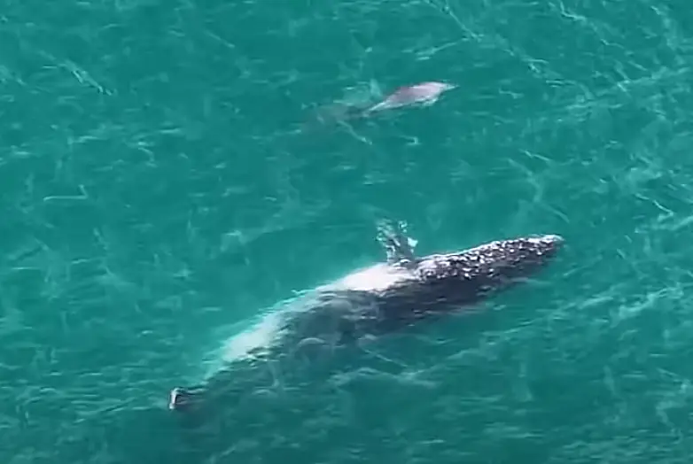Drone καταγράφει δελφίνια να καθοδηγούν χαμένη φάλαινα προς τα βαθιά νερά